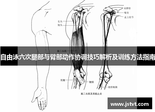 自由泳六次腿部与臂部动作协调技巧解析及训练方法指南